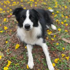 Skye