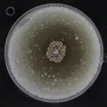 Pseudonocardia