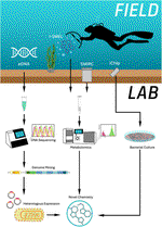 Ecological context for bacterial natural products discovery