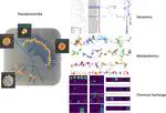 Multi-omics analysis of antagonistic interactions among free-living Pseudonocardia from diverse ecosystems