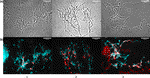 Pseudonocardia abyssalis sp. nov. and Pseudonocardia oceani sp. nov., two novel actinomycetes isolated from the deep Southern Ocean